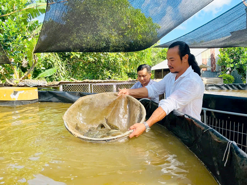 Dưới Tán Cây Xoài: Khám Phá Những Câu Chuyện Và Giá Trị Bất Ngờ